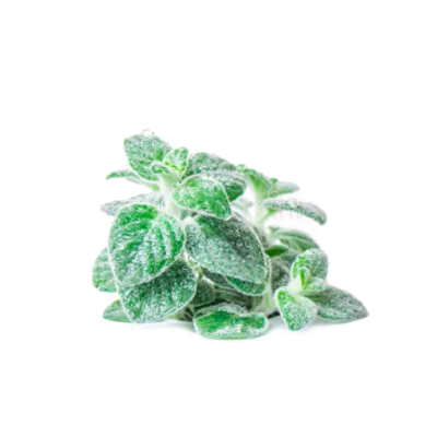 Grécka Dittany (Origanum dictamnus)